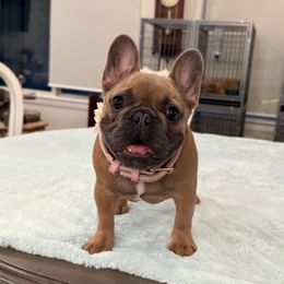 Lola - Blue fawn female French Bulldog puppy in Willis, Texas from Grandiose Frenchies