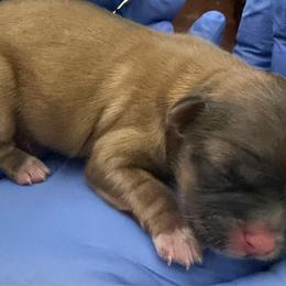 Boy 2 - Chocolate and tan male Shih Tzu puppy in Florida from Shorkie Land