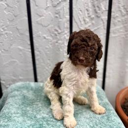 Shell - Chocolate female Goldendoodle puppy in Atlantic Beach, Florida from Glamorous Golden Doodles