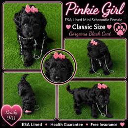 Pinkie ESA lines Super coat Free Month Insurance Vet checked - Black female Schnoodle puppy in Temple, Texas from Schnauzers Of Taylor
