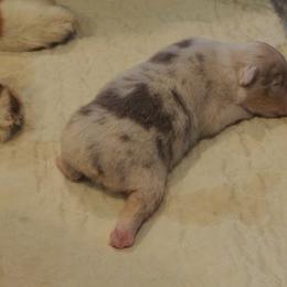 Tango - Dilute red female Australian Shepherd puppy in Cape Girardeau, Missouri from Promise Keeper Kennel
