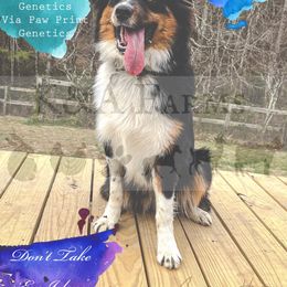 Australian Shepherd All Grown Up from K&A Farms
