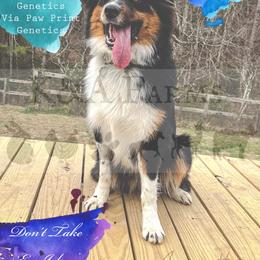 Australian Shepherd All Grown Up from K&A Farms