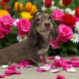 Lilly - Chocolate and cream female Dachshund puppy in Oklahoma City, Oklahoma from OkieDoxieland Dachshunds