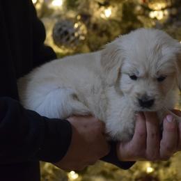 Grey Collar - Light golden male Golden Retriever puppy in Stedman, North Carolina from Wise-Taylor Goldens