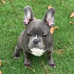 Gracie - French Bulldog