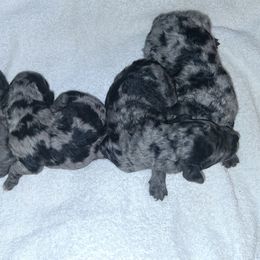 Girl 2 - Merle female Goldendoodle puppy in Sterling, Connecticut from Justine’s Retrievers and Doodles