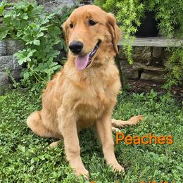 Peaches - Golden Retriever