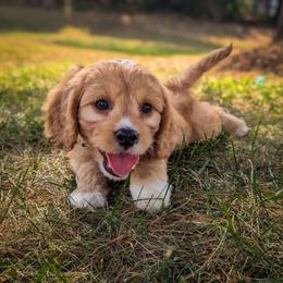 Cavapoo Puppies from WW Cavapoos