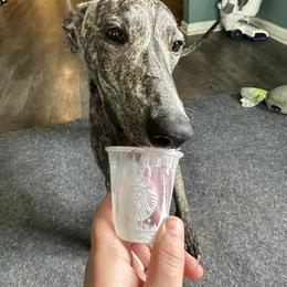Poodle and Whippet All Grown Up from Charleston Reds Standard Poodles and Whippets
