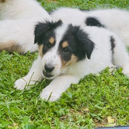 Collie, Old Time Scotch Collie, and Working Cross Puppies from Franklin Farm Collies