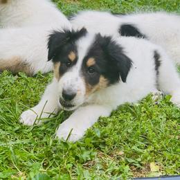 Collie, Old Time Scotch Collie, and Working Cross Puppies from Franklin Farm Collies