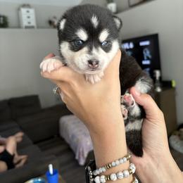 Girl 1 - Black and white female Alaskan Klee Kai puppy in Beverly Hills, Florida from Lucky Charm Klee Kai