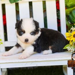 Nova - Black tri male Toy Australian Shepherd puppy in Granbury, Texas from Best Little Aussies
