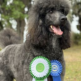 Poodle puppies from Forest City Standard Poodles