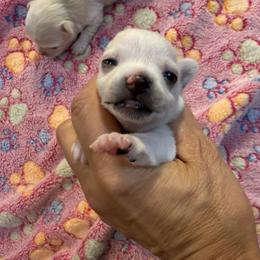 Cream girl 7,000 - Cream female Chihuahua puppy in Summerfield, Florida from Uey’s Chihuahuas