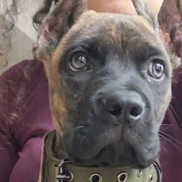 Pink Collar Brindle - Cane Corso puppy from Nephilim Cane Corso