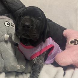 Puppy 2 pink collar - Black roan female German Shorthaired Pointer puppy in Hardeman County, Tennessee from Howell Farm GSP