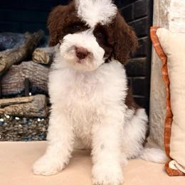 Jude - Brown and white male Aussiedoodle puppy in Allen, Texas from Calena’s Doodles