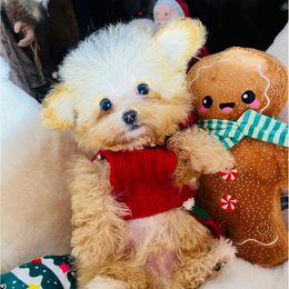 TinyGio - Champagne male Maltipoo puppy in Sugar Land, Texas from Celebrity Maltipoos