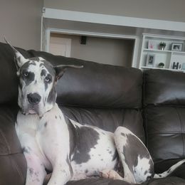 Muffin - Great Dane
