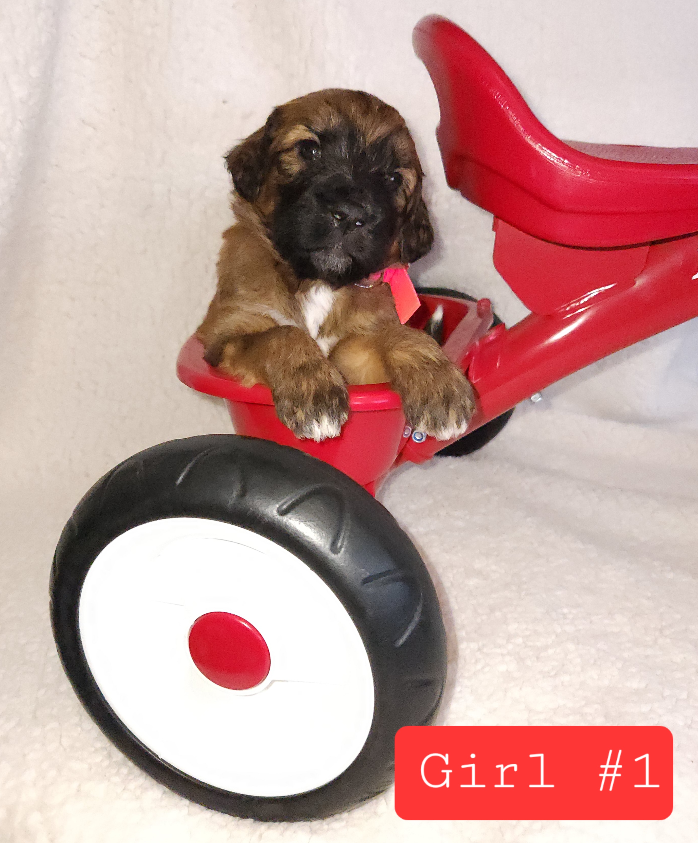 Saint Berdoodles from Home Raised St. Berdoodles