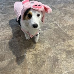 American Corgi and Pembroke Welsh Corgi Puppies from Beebe’s Corgis