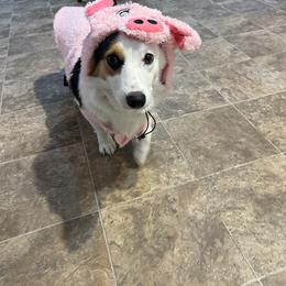 American Corgi and Pembroke Welsh Corgi Puppies from Beebe’s Corgis