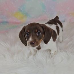 Dachshund Puppies from Newbern's Nuggets