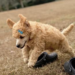 Miss Aqua Collar- Evie - Apricot female Poodle puppy in Screven, Georgia from Dreamland Standard Poodles