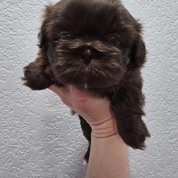 Coco - Chocolate female Shih Tzu puppy in Cabot, Arkansas from Borderland's Kennel