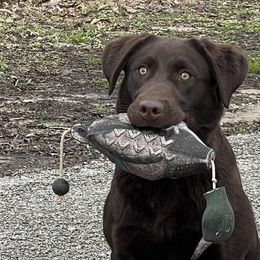 Labrador Retrievers from Rockn Ridge Retrievers LLC