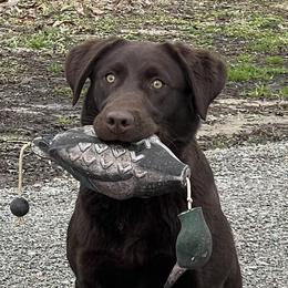 Labrador Retrievers from Rockn Ridge Retrievers LLC