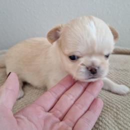 Red Boy 1 - Red and white male Chihuahua puppy in Haines City, Florida from Kassafina Kennel