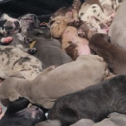 Great Danes from E.C. Prophetic Danes