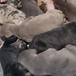 Great Danes from E.C. Prophetic Danes