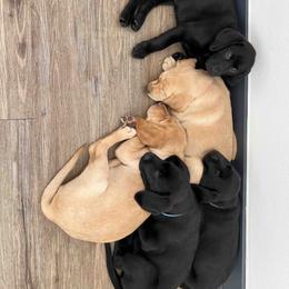 Labrador Retriever Puppies from Branley's Riverside Labradors