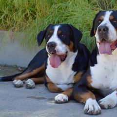 Greater Swiss Mountain Dogs from Silver Oak Swissies