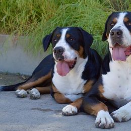 Greater Swiss Mountain Dogs from Silver Oak Swissies