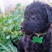 Miss Watermelon - Double Doodle puppy in Kanarraville, Utah from Mary's Crazy Double Doodle Doggies