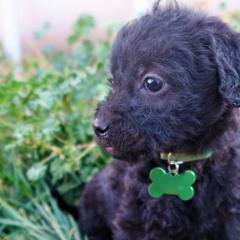 Miss Watermelon - Double Doodle puppy in Kanarraville, Utah from Mary's Crazy Double Doodle Doggies