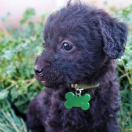 Miss Watermelon - Double Doodle puppy in Kanarraville, Utah from Mary's Crazy Double Doodle Doggies
