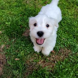 Havanese Puppies from Sweet Southern Havanese