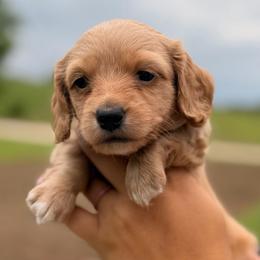 Boy 1 - Red male Dachshund puppy in Conway, Missouri from Ozark Mountain Kennel
