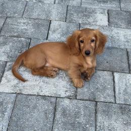 Ee Red Dapple Male Ready NOW - Red male Dachshund puppy in Cutler Bay, Florida from Dadecounty’s Dachshunds