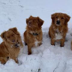 Nova Scotia Duck Tolling Retrievers from Rocky Mountain Tollers