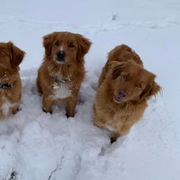 Nova Scotia Duck Tolling Retrievers from Rocky Mountain Tollers