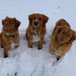 Nova Scotia Duck Tolling Retrievers from Rocky Mountain Tollers