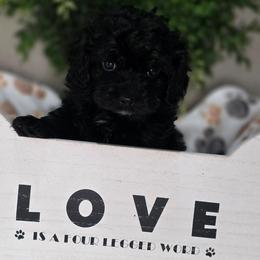 Jordan - Black and white male Cavapoo puppy in Seymour, Missouri from Fairview's Precious Pups