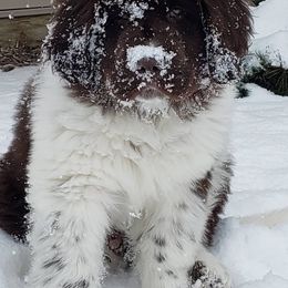 Newfoundland Puppies from Tonka Bay Newfoundlands